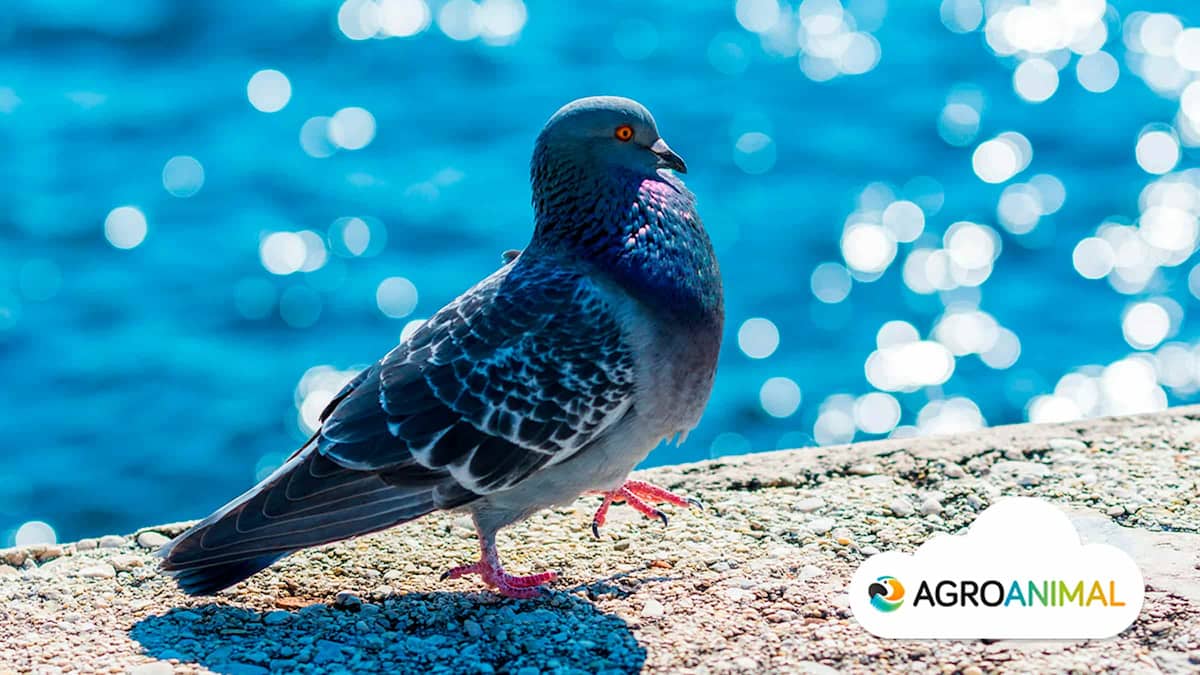 Curiosidades sobre palomas