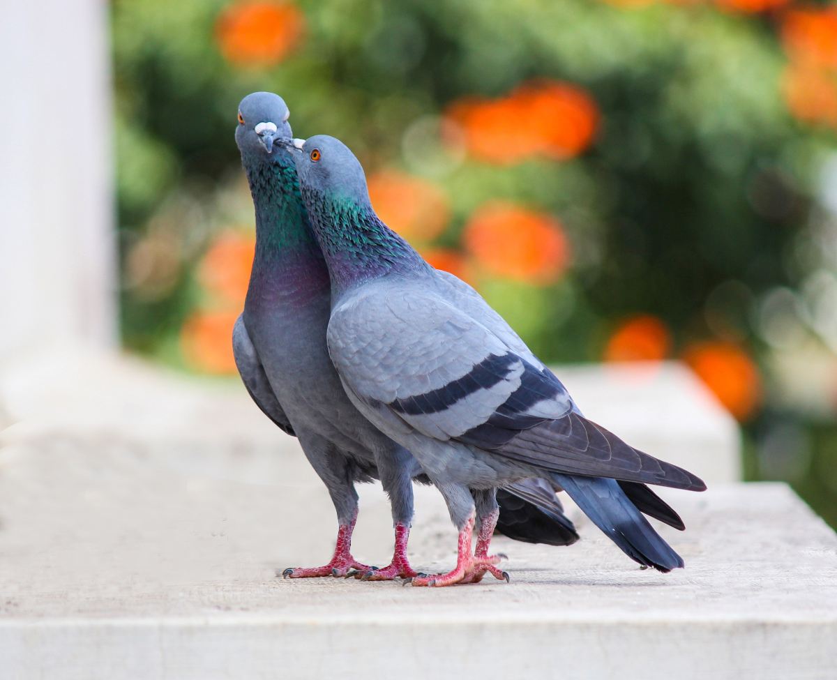 Curiosidades sobre palomas que no sabías 2 pareja palomas 3