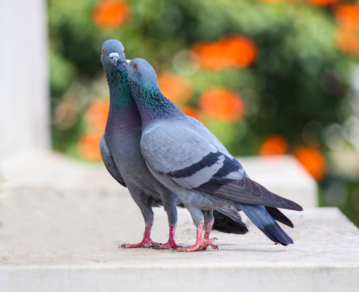 pareja palomas 3