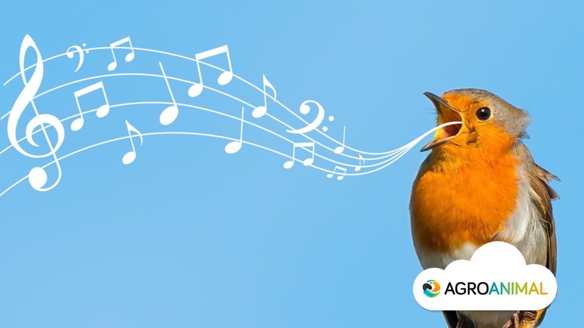 Por qué cantan los pájaros agroanimal