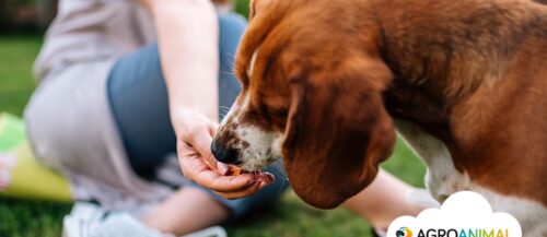 Qué comida humana puede comer tu perro