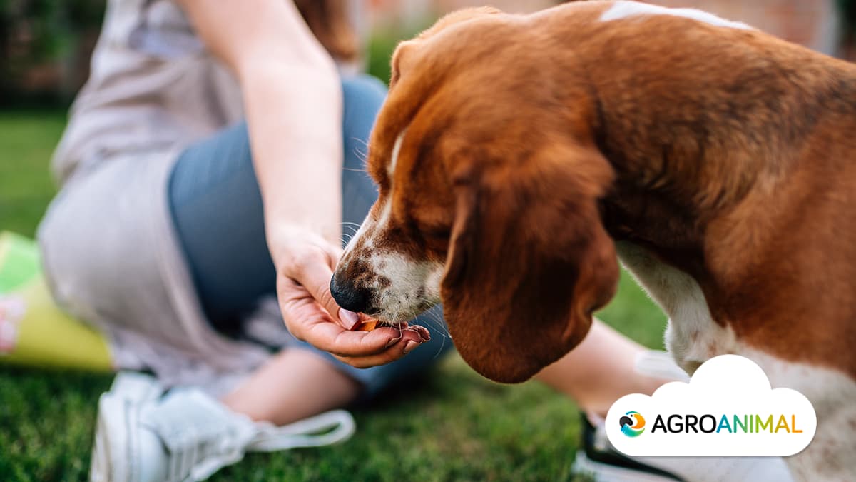 Qué comida humana puede comer tu perro