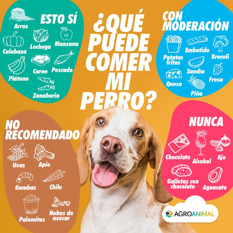 infografia que puede comer mi perro agroanimal