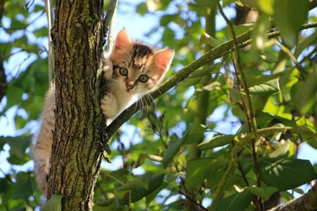 como cuidar gato verano 2