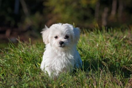 Cómo cuidar a tus mascotas en verano 2 como cuidar perro verano