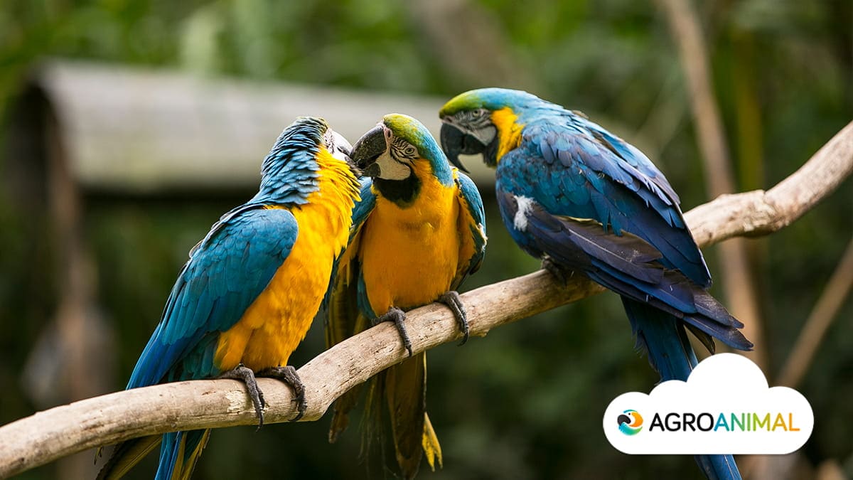 Loros: básicos | Agroanimal