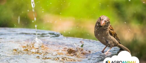 Golpes de calor en aves