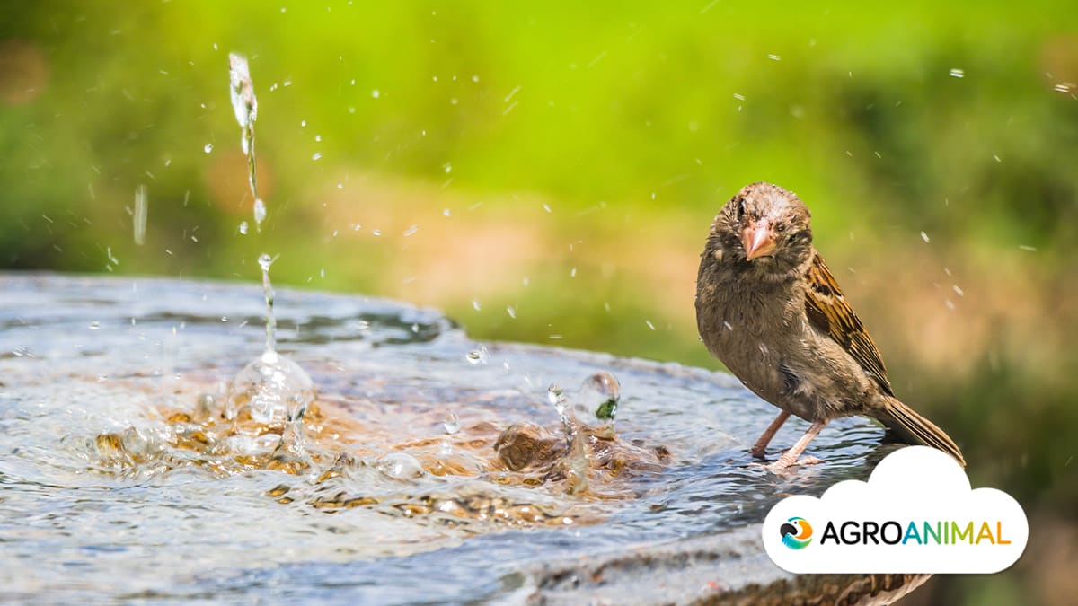 Golpes de calor en aves