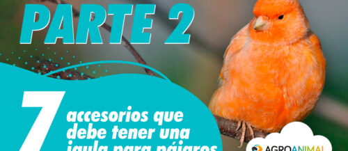 7 accesorios que debería tener una jaula para pájaros (Parte 2) 7 accesorios que debería tener una jaula para pájaros (Parte 2)
