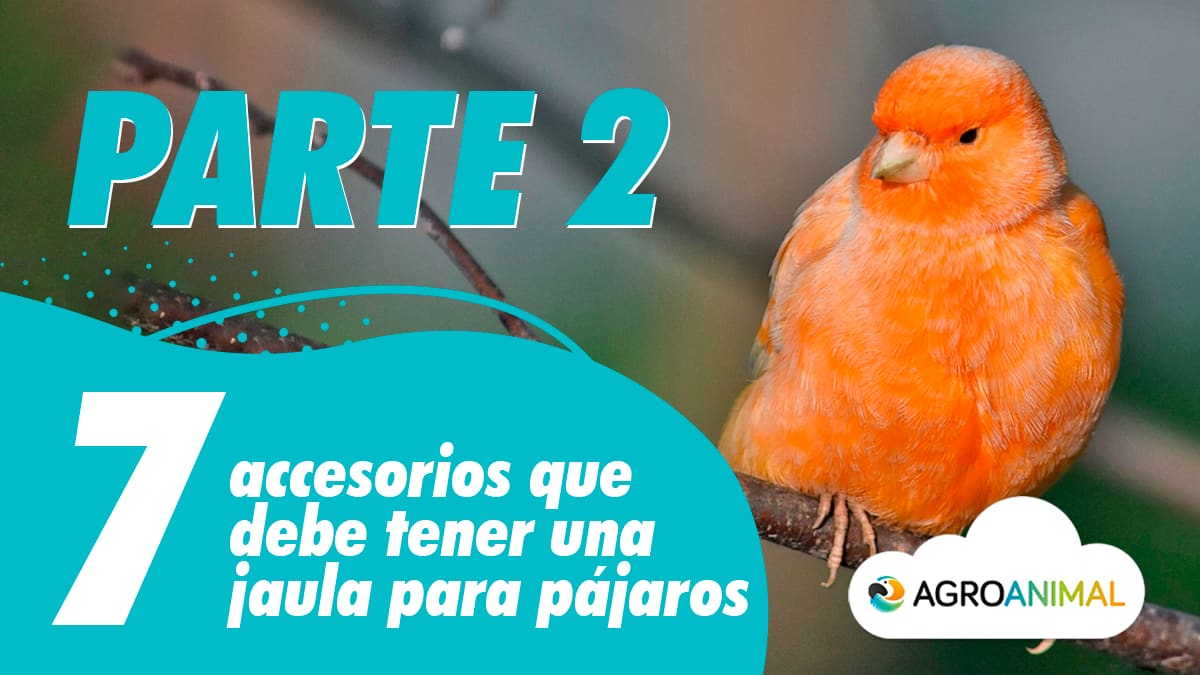 7 accesorios 7 accesorios jaula para pájaros 2