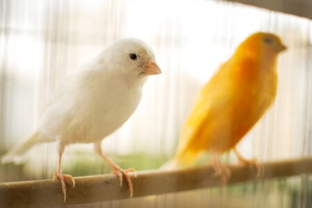 7 accesorios que debería tener una jaula para pájaros (Parte 2) 2 accesorios jaula para pajaros