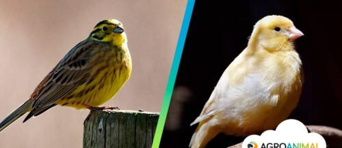 Canarios de color: lipocromos y melánicos Canarios de color: lipocromos y melánicos