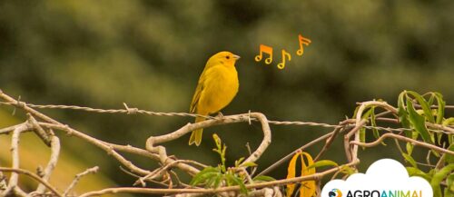 Los 3 mejores canarios de canto Los 3 mejores canarios de canto