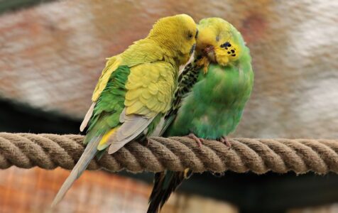 Pájaros en casa solos o en pareja