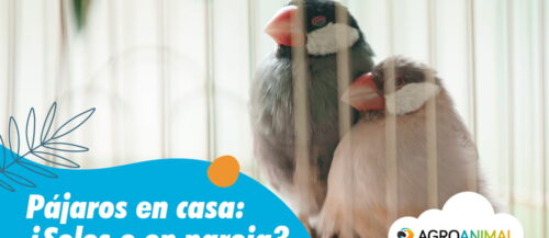 Pájaros en casa: ¿solos o en pareja? Pájaros en casa: ¿solos o en pareja?