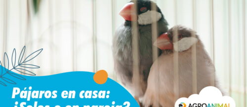 Pájaros en casa solos o en pareja