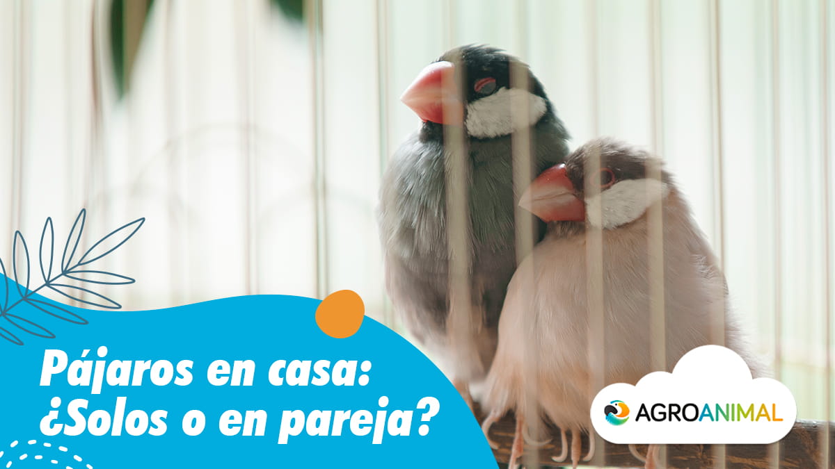 Pájaros en casa solos o en pareja