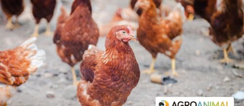 Comederos para gallinas COPELE