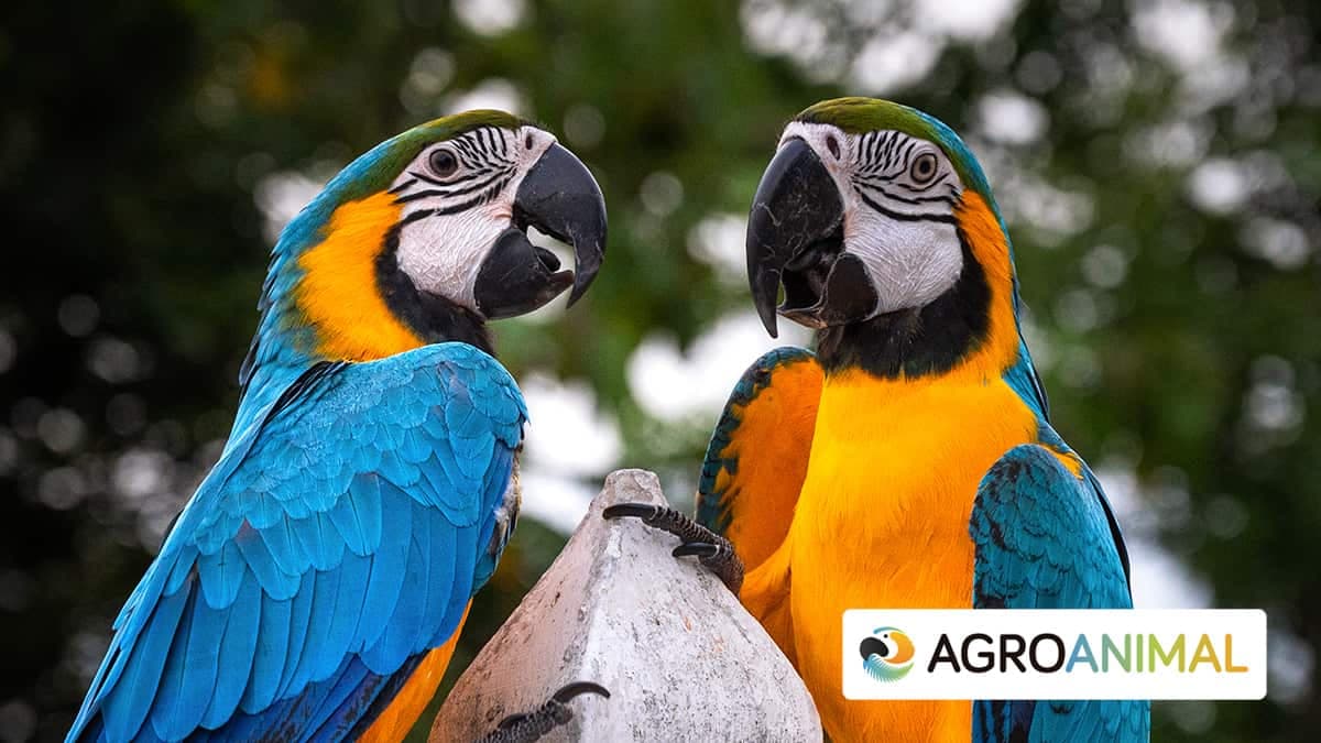 Manual col china Revisión Qué comen los loros: frutas y verduras | Agroanimal