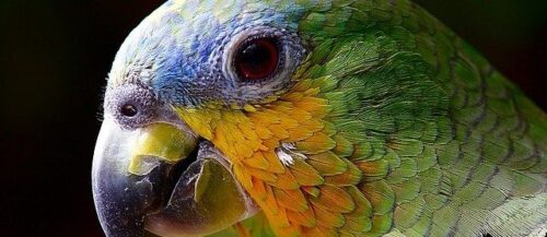 Pérdida de plumas en pájaros: 4 motivos 2 guacamayo agroanimal