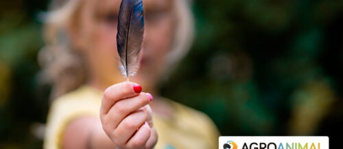 Pérdida de plumas en pájaros motivos