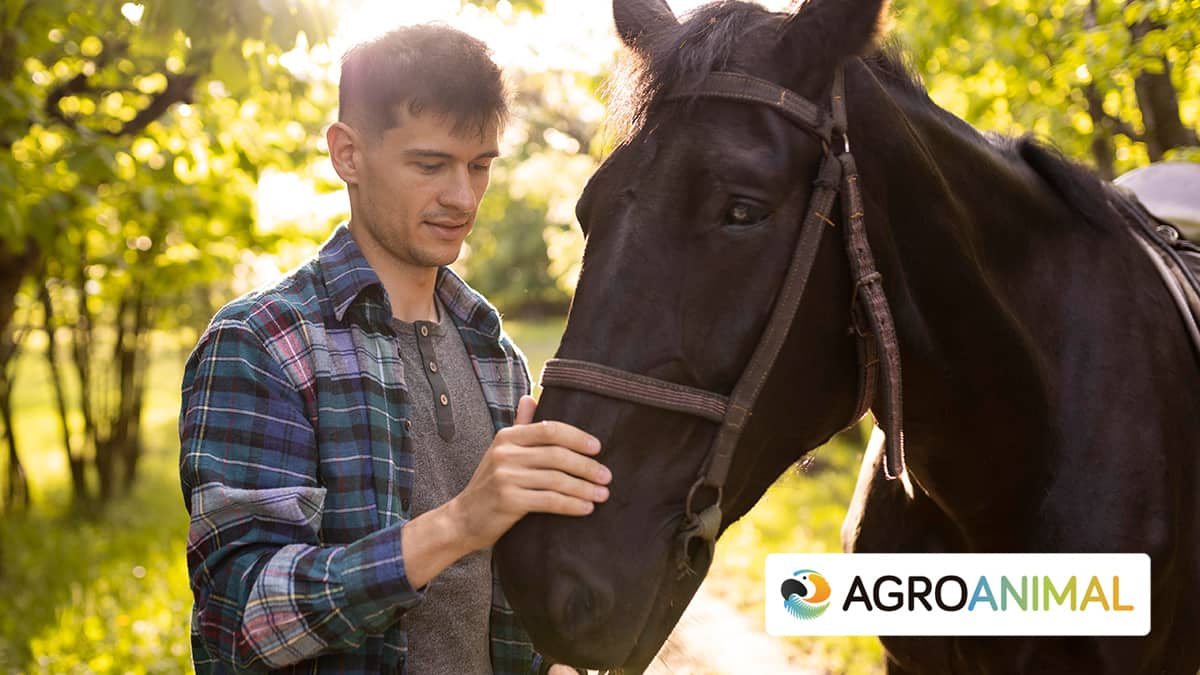 Cuidados básicos para caballos