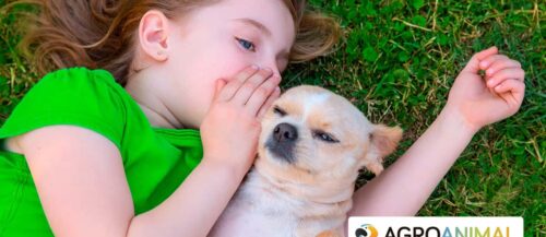 ¿Mi perro me entiende cuando le hablo? ¿Mi perro me entiende cuando le hablo?
