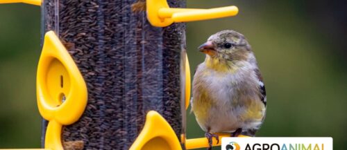 Tipos de semillas para pájaros más comunes Tipos de semillas para pájaros más comunes