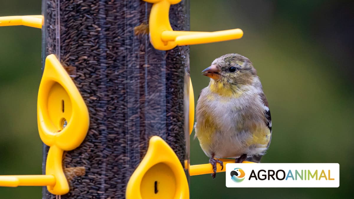 Semillas para pájaros más comunes