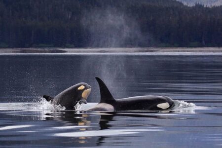 pareja de orcas