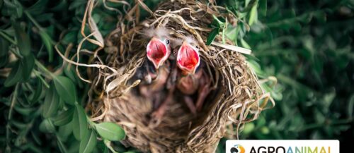 blog pájaros bebés portada agroanimal