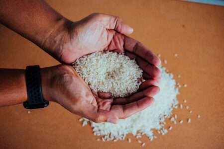 Qué pueden comer los Agapornis y qué es perjudicial para ellos 3 Que comen Agapornis