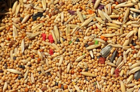 Qué pueden comer los Agapornis y qué es perjudicial para ellos 2 Que comen los Agapornis