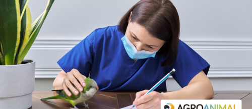 Tips para dar medicamentos a pájaros Tips para dar medicamentos a pájaros