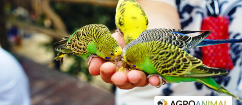 Pájaros en casa: ¿solos o en pareja? | Agroanimal Pájaros en casa: ¿solos o en pareja? | Agroanimal