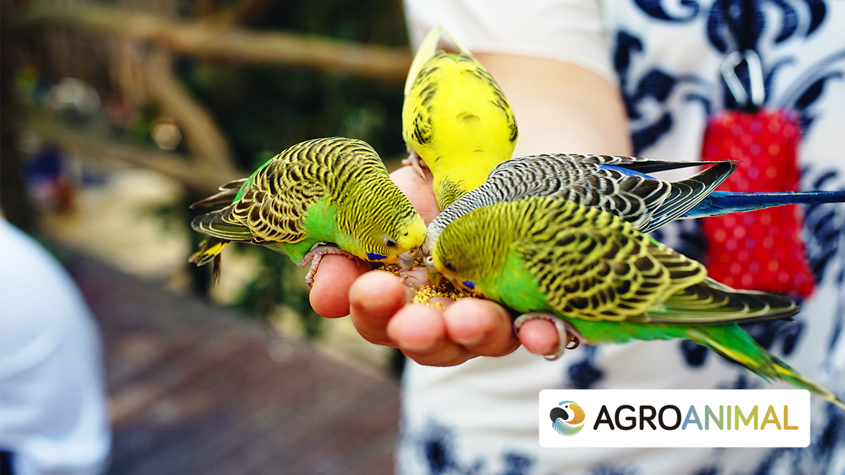 Semillas y mixturas para canarios y periquitos de Agroanimal