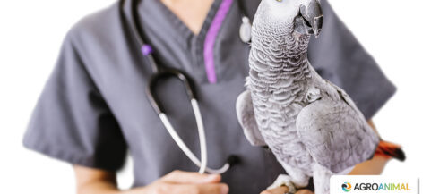 ¿Cómo detectar si tu pájaro está enfermo?