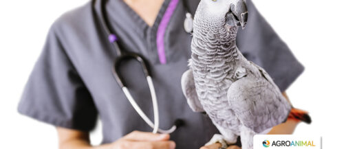 ¿Cómo detectar si tu pájaro está enfermo? ¿Cómo detectar si tu pájaro está enfermo?