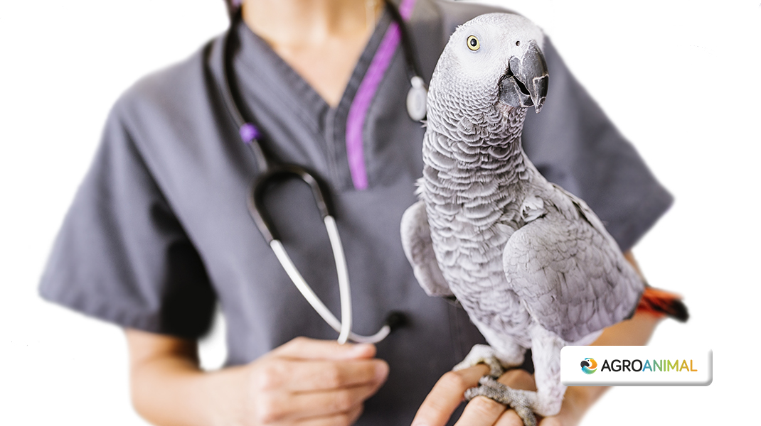 Cómo detectar si tu pájaro está enfermo