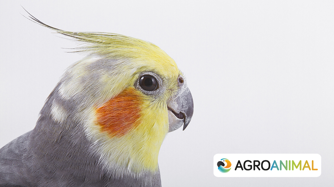 Cuidados básicos para ninfas