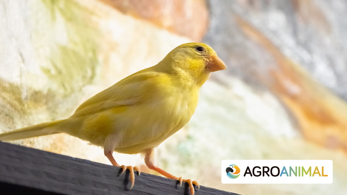 5 enfermedades en canarios mas comunes