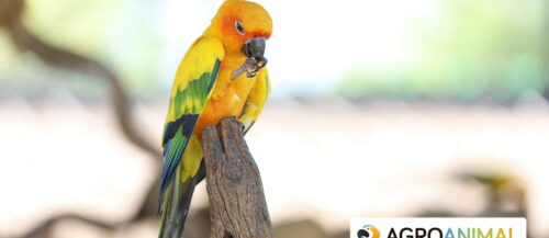 PBFD Enfermedad del pico y plumas en psitaciformes