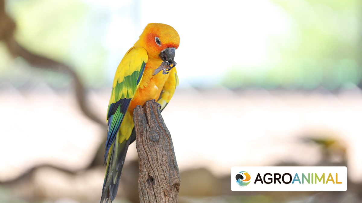 PBFD Enfermedad del pico y plumas en psitaciformes