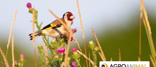 Top productos para pájaros