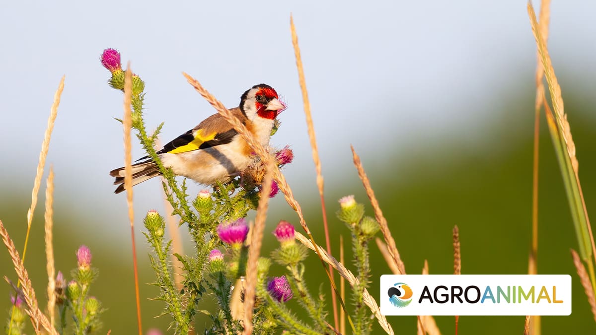 Top productos para pájaros