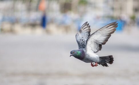 Cuidado de palomas