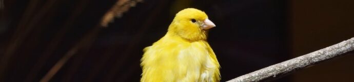 Top 10 productos para pájaros más vendidos 3 Insecticidas para animales