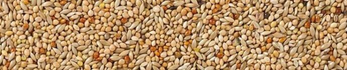 Top 10 productos para pájaros más vendidos 2 Semillas para pájaros