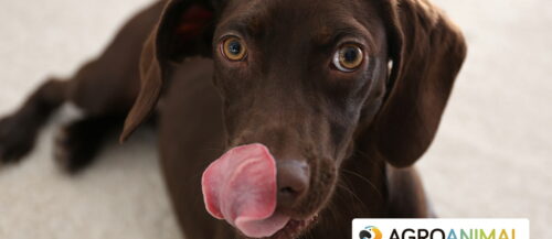 Ventajas de la comida en lata para perros Ventajas de la comida en lata para perros