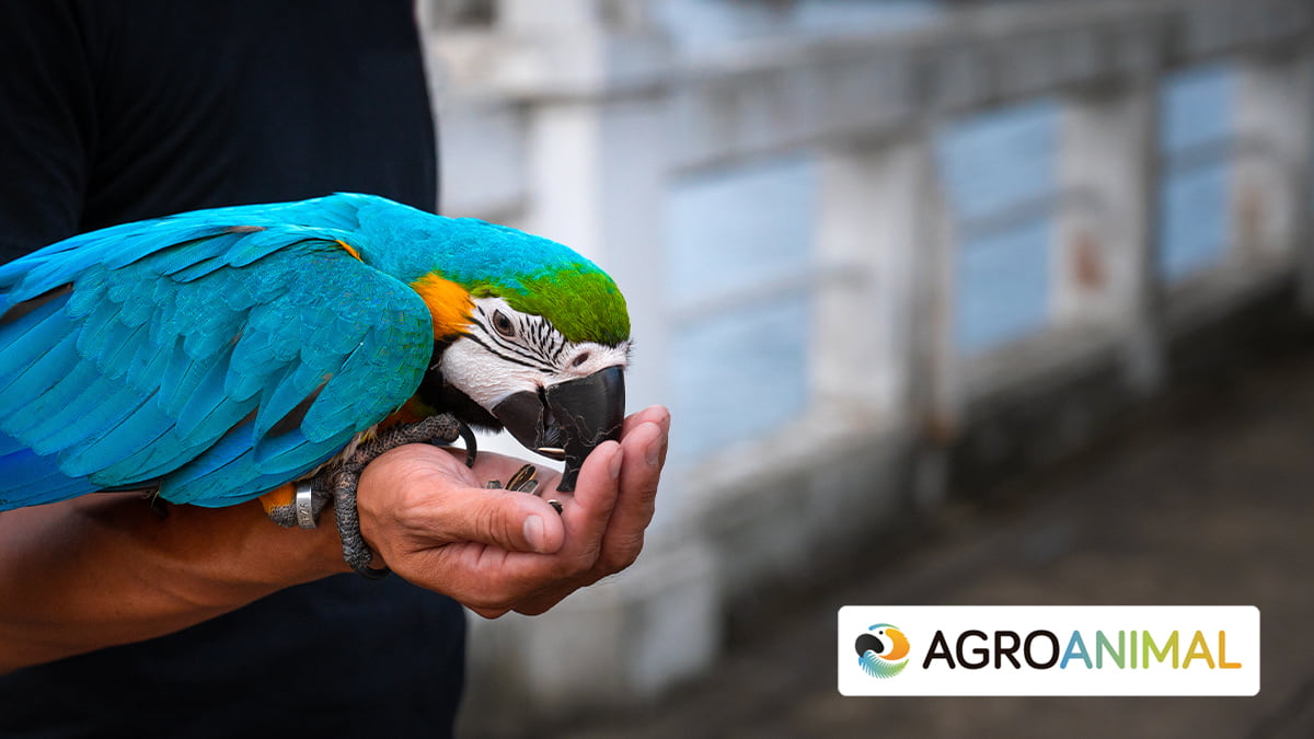 Ventajas mixturas para loros AgroAnimal